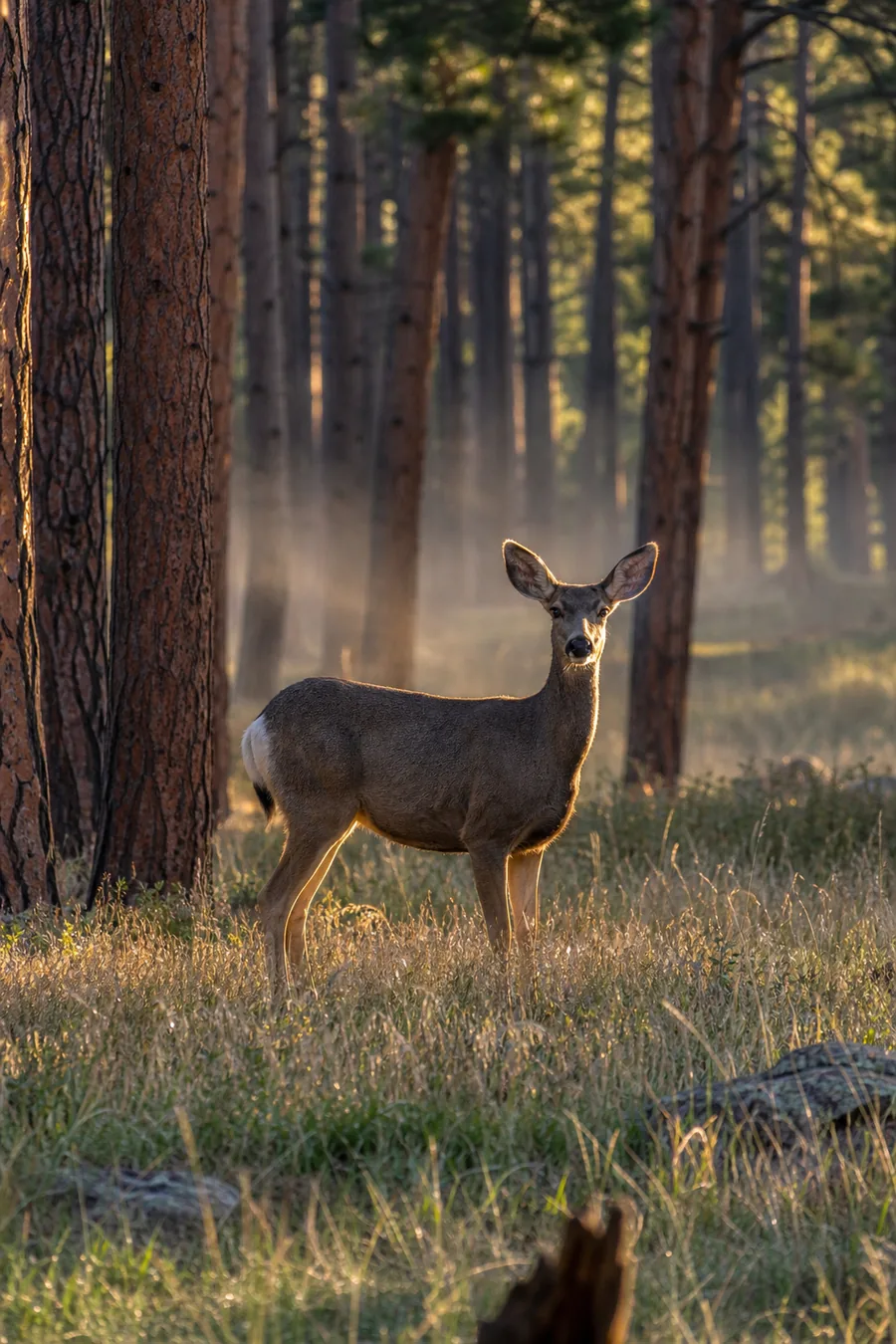 A mule deer standing at the edge of a forest clearing in morning light