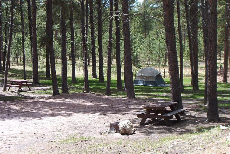 A tent site in the trees